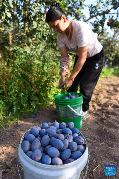 L'industrie de la prune est en plein essor au Xinjiang