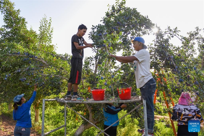 L'industrie de la prune est en plein essor au Xinjiang