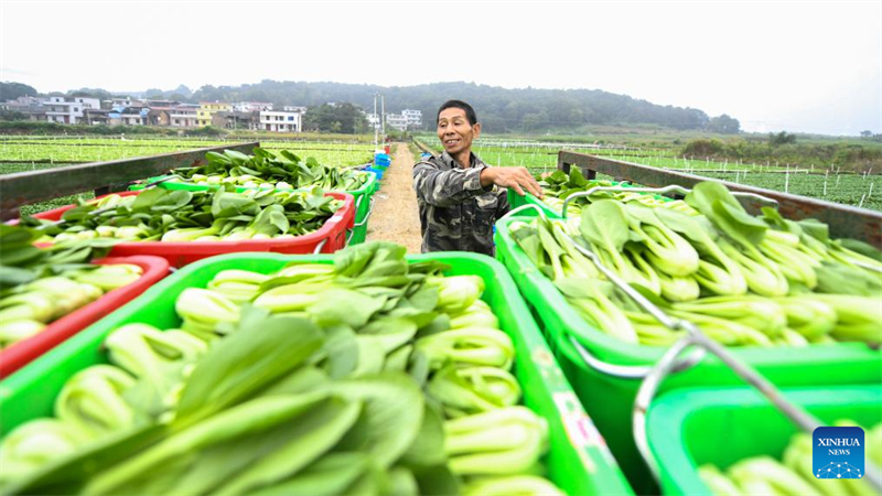 La 6e Fête des récoltes des agriculteurs chinois célébrée dans toute la Chine