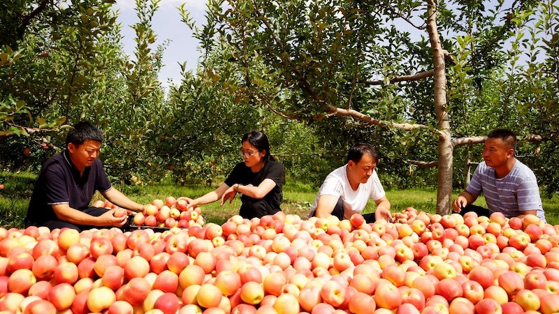 Shaanxi?: les agriculteurs occupés à la récolte des pommes à Yulin