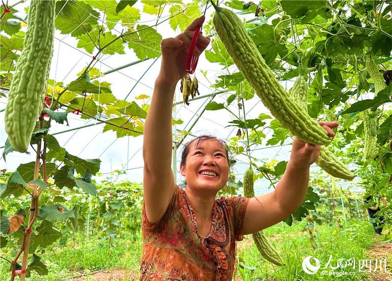 Sichuan : des visages souriants d'une récolte abondante fleurissent dans la campagne à Renshou