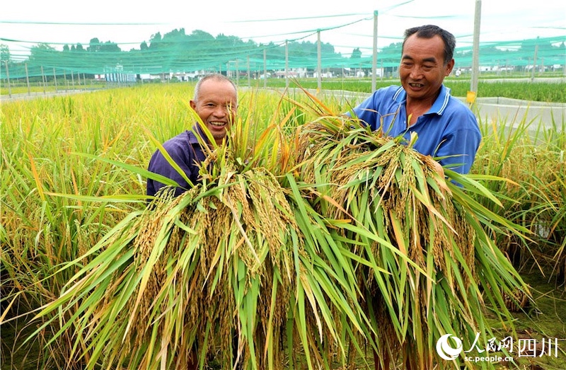 Sichuan : des visages souriants d'une récolte abondante fleurissent dans la campagne à Renshou