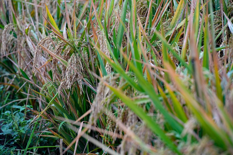 Photo prise le 2 novembre 2020 montrant du riz hybride de troisième génération dans un champ de démonstration expérimental du comté de Hengnan, dans la province du Hunan (centre de la Chine). (Photo / Xinhua)