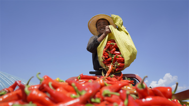 Shaanxi : les piments génèrent de la richesse pour le comté de Jingbian