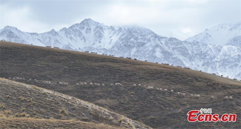 Début de la transhumance au Xinjiang