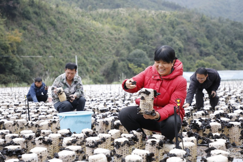 Hunan : la récolte abondante de champignons noirs