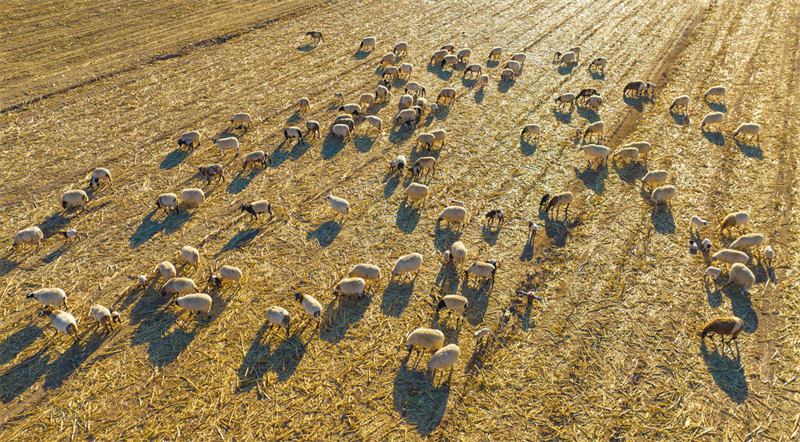 Gansu : l'affermage de la terre pour le paturage de 200 000 têtes de bétail