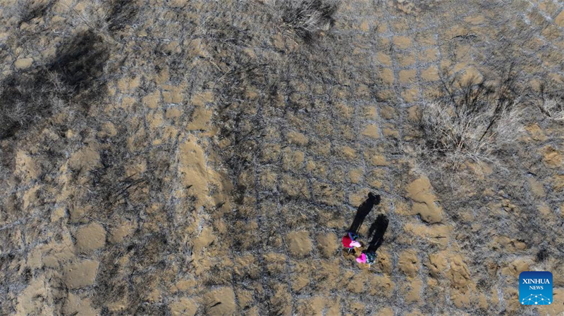 Photo aérienne prise par un drone le 19 mars 2024, montre des ouvriers plantant des plants de Caragana dans la Réserve naturelle nationale de Baijitan, à Lingwu, dans la région autonome Hui du Ningxia (nord-ouest de la Chine). (Wang Peng / Xinhua)