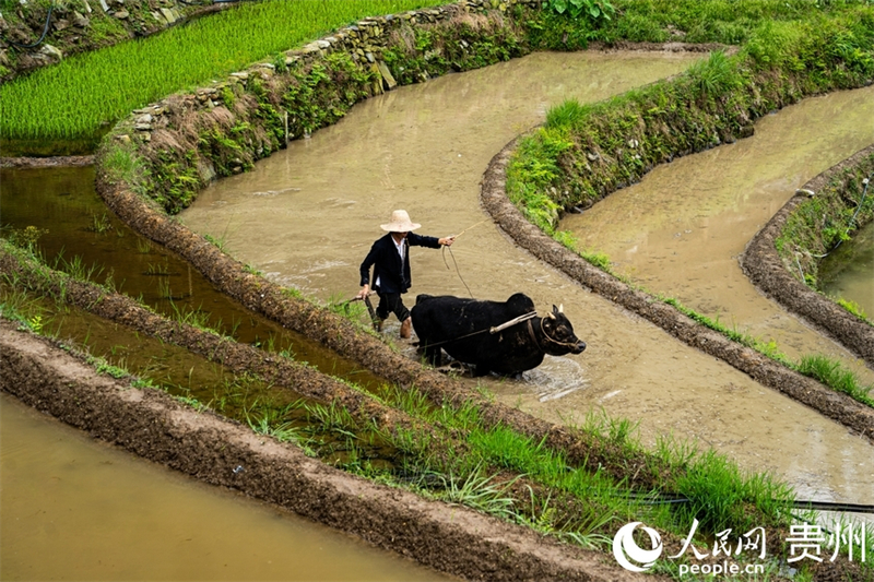 Guizhou : les cultures de printemps battent leur plein sur les champs en terrasses de Jiabang