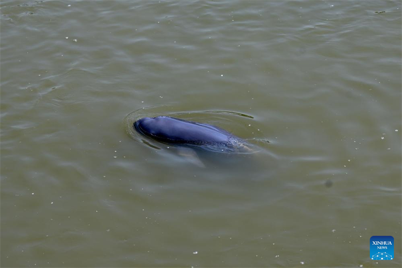 Un marsouin aptère du Yangtsé, observé dans une base de conservation de réinstallation de marsouins aptères du Yangtsé, dans la réserve naturelle nationale des dauphins de la rivière Tongling, à Tongling, dans la province de l'Anhui (est de la Chine), le 10 mai 2024. (Huang Bohan / Xinhua)