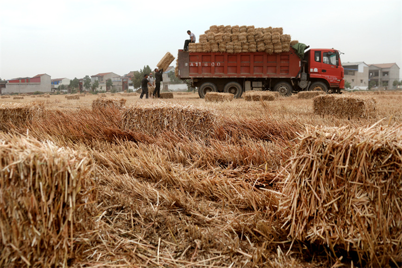 Henan : la récolte d'été et les semis d'automne ont commencé à Weishi