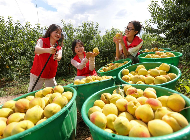 Guizhou : des jeunes volontaires font de la diffusion en direct pour aider les agriculteurs de Yuping à vendre leurs produits