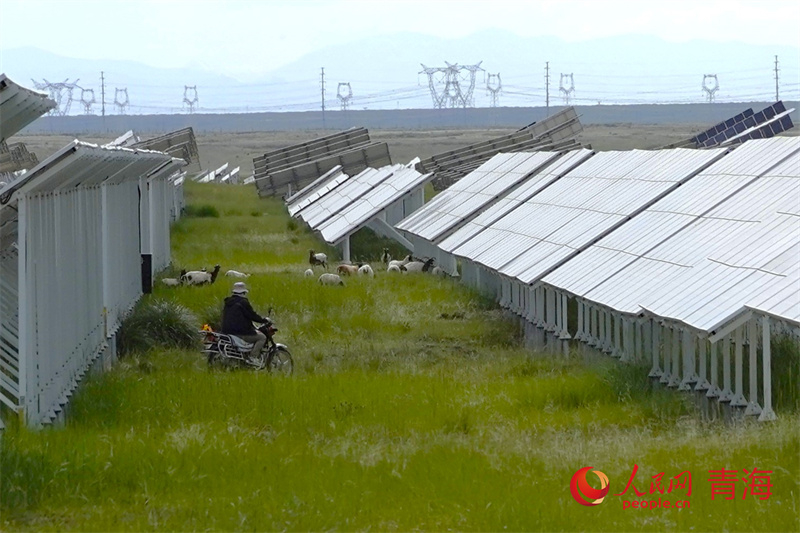 Qinghai : des ? moutons photovolta?ques ? officiellement bons pour le service !