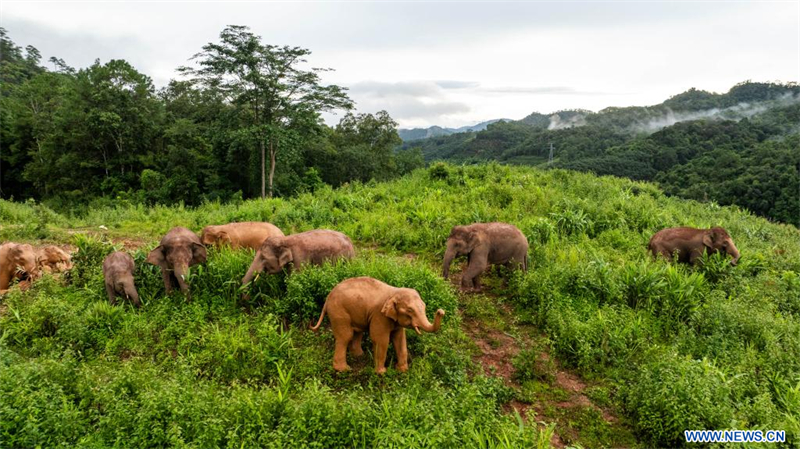 Chine : troupeau d'éléphants à Jinghong au Yunnan