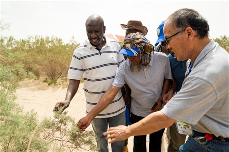 Du personnel scientifique et technique africain inspecte la forêt de protection des autoroutes dans le désert du Tarim, dans la région autonome ou?goure du Xinjiang (nord-ouest de la Chine). (Photo / Institut de biotechnologie du Xinjiang de l'Académie chinoise des sciences)