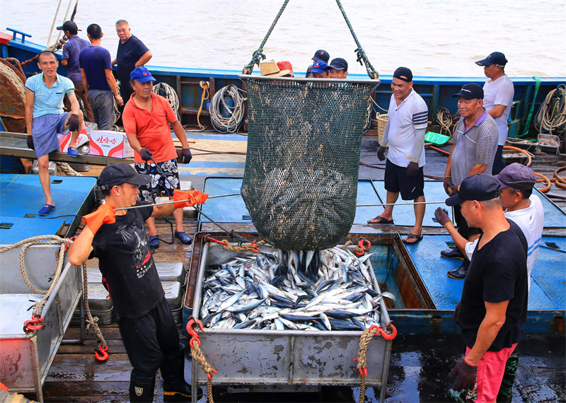 Zhejiang : au retour de la pêche d'automne, les entrep?ts sont pleins de poissons de Yuhuan