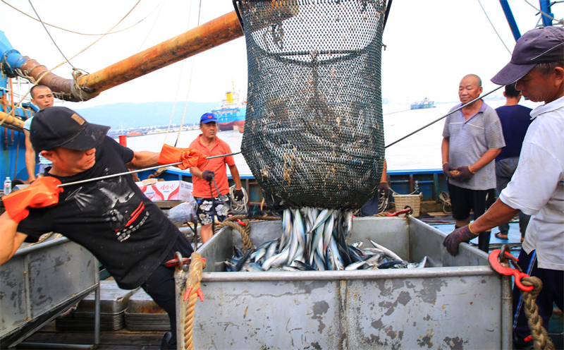 Zhejiang : au retour de la pêche d'automne, les entrep?ts sont pleins de poissons de Yuhuan