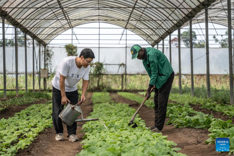 Le savoir-faire chinois dans le domaine de la culture du manioc suscite de nouveaux espoirs en Afrique