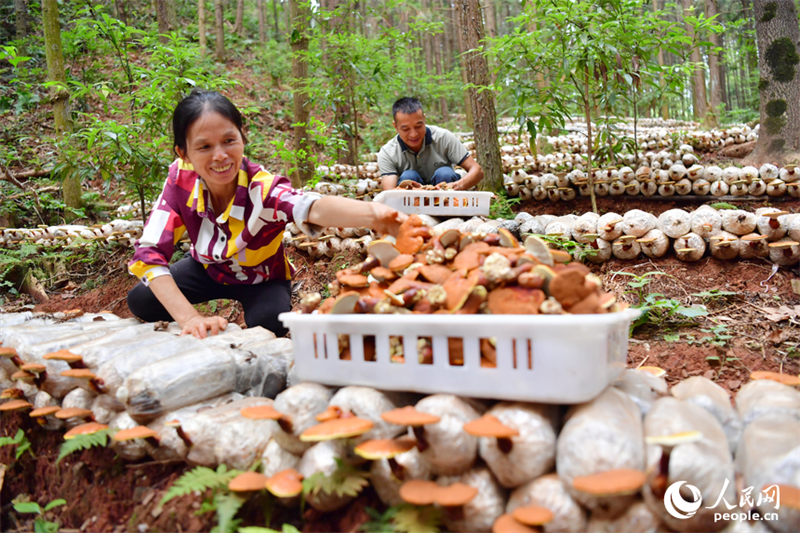 Jiangxi : à Guangchang, l'économie sous-forestière ? transforme le vert en or ?