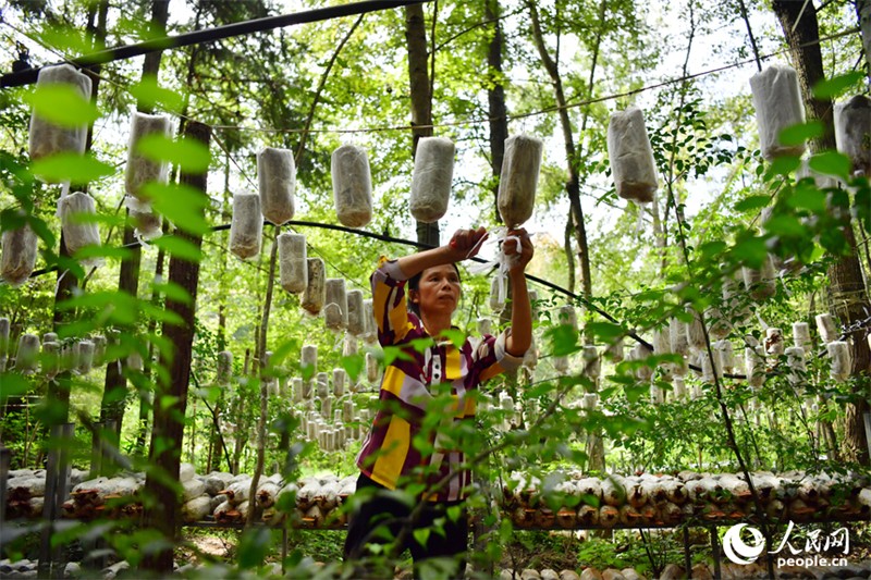 Jiangxi : à Guangchang, l'économie sous-forestière ? transforme le vert en or ?