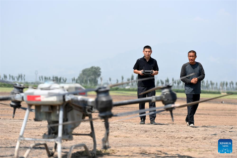 Zhao Yongzhuang (à gauche) utilise un drone pour pulvériser des pesticides dans un champ du canton de Beizhang du comté de Wenshui, dans la province du Shanxi (nord de la Chine), le 20 ao?t 2024. (Photo / Xinhua)