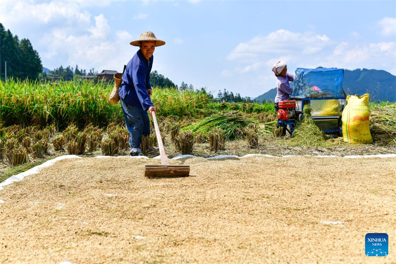 Guizhou : un dipl?mé universitaire se consacre à la recherche et à la protection des anciennes variétés de cultures à Liping