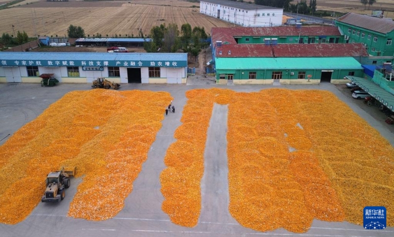 Les riches paysages de récolte de l’automne doré en Chine