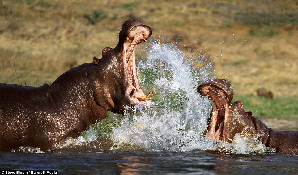 Combats spectaculaires entre des animaux sauvages (II)