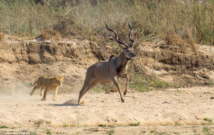 Des lions d'Afrique du Sud chassent un antilope