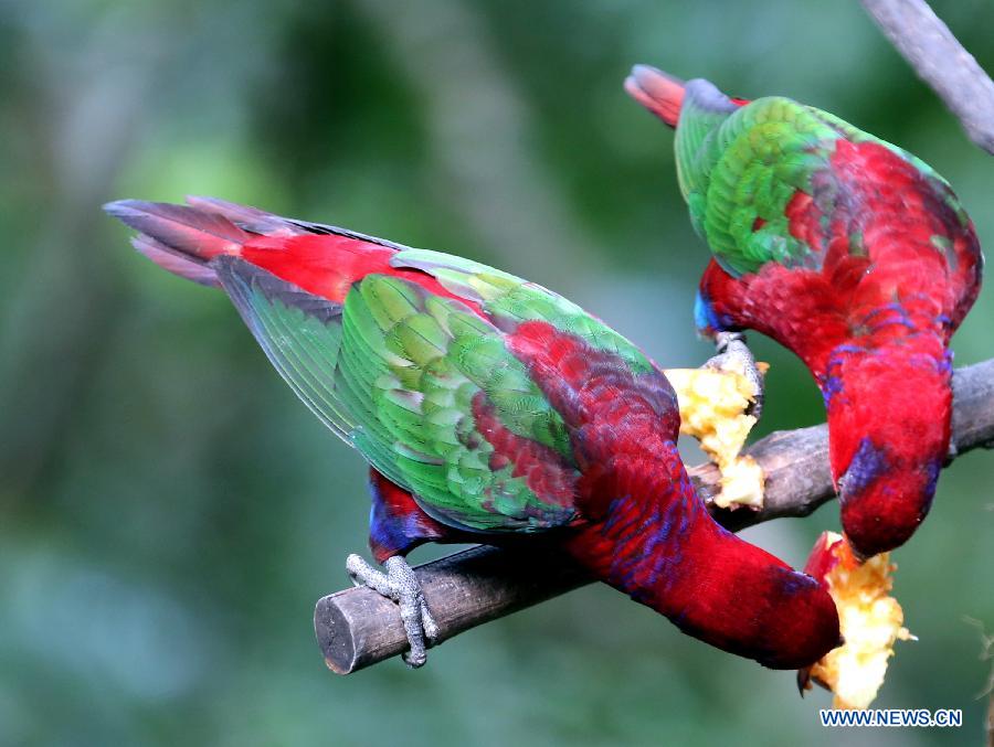 Photos: des oiseaux adorables dans le parc de Hong Kong