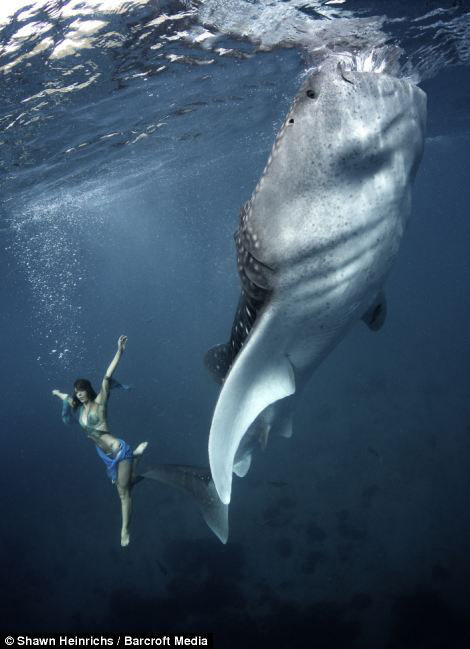 Deux mannequins qui nagent avec les requins dans la mer (12)