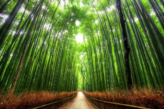 Un tunnel de bambous du mont Arashiyama, au Japon