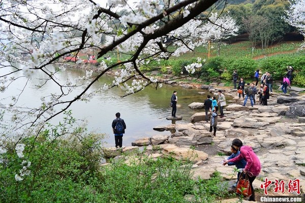 Les cerisiers en fleur à Changsha