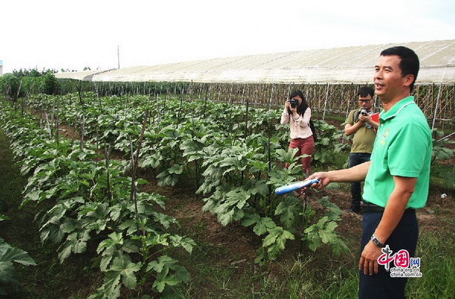 Les légumes chinois très prisés par les Congolais (5)