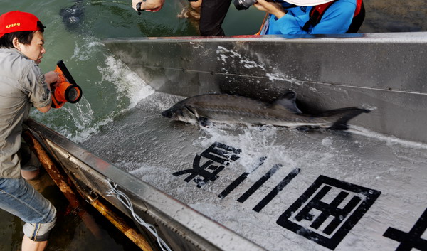 Mercredi, 8 000 esturgeons chinois d'élevage ont été relachés dans le Fleuve Yangtsé depuis le Parc Binjiang à Yichang, dans la Province du Hubei. Cette espèce rare, qui figure sur la liste nationale de protection des animaux sauvages, ont été remis dans leur habitat naturel à des fins de conservation. [Wen Zhenxiao / Asianewsphoto]