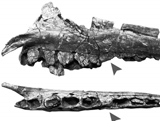 Un dinosaure avec une maladie des gencives