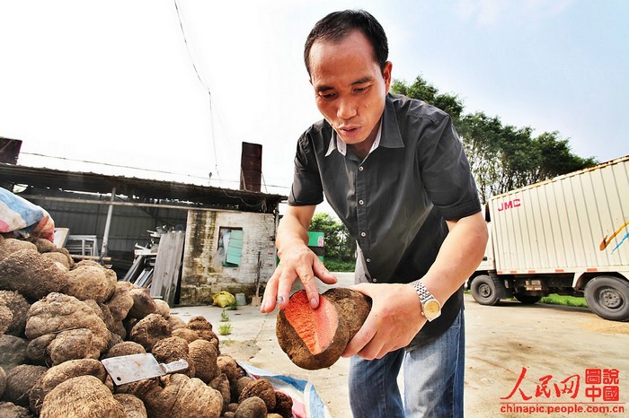 Le vice-président de l'Association de Xiangyunsha, Chen Hongfa, présente des ignames tinctoriales.