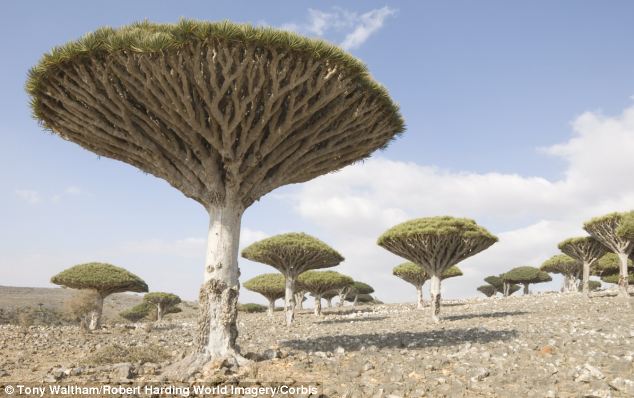 Socotra, l'?le aux allures extraterrestres