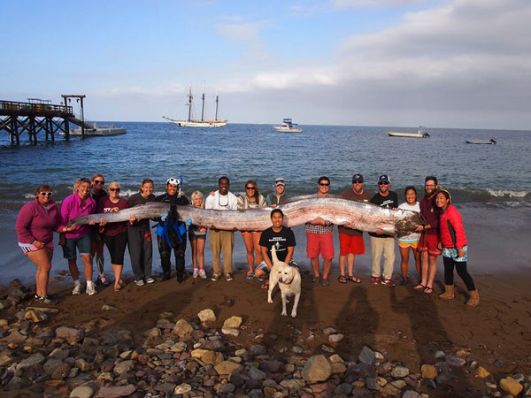 Découverte d'un poisson-ruban de plus de 5 m au large des c?tes de Californie