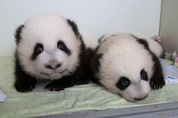 Les jumeaux pandas Meihuan, à gauche, et Meilun à Atlanta, aux états-Unis, le 22 octobre 2013. [Photo / Xinhua ]