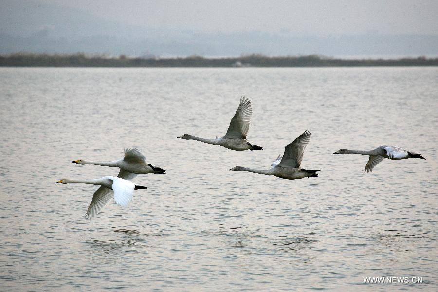 Des cygnes sauvages survolent les zones humides du fleuve Jaune dans le district de Pinglu, de la province du Shanxi (nord), le 28 octobre 2013. De nombreux cygnes sauvages y ont migré depuis la Sibérie, en Russie, pour passer l'hiver. Pinglu, un district de la province du Shanxi (nord) de la Chine, a un vast espace humide qui est l'habitat important pour les cygnes. Une station a été établie à Pinglu pour la protection des cygnes.