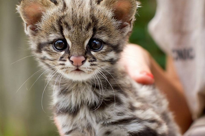 Des bébés animaux trop mignons (2)