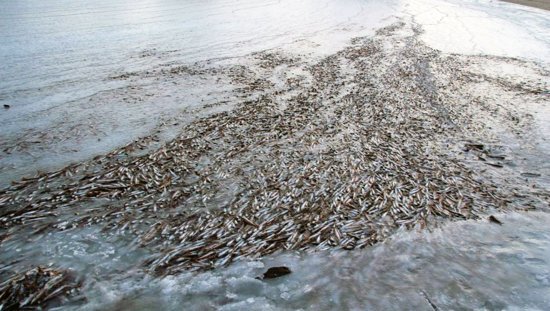 Un banc de poissons gelés dans la mer en Norvège à cause d'un vent d'hiver gla?ant  (3)