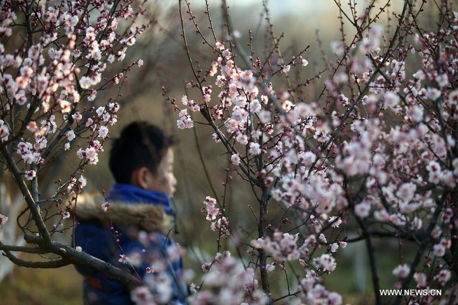 Des fleurs de prunier s'épanouissent dans un parc à Nanjing, capitale de la province du Jiangsu (est de la Chine), le 24 janvier 2014.