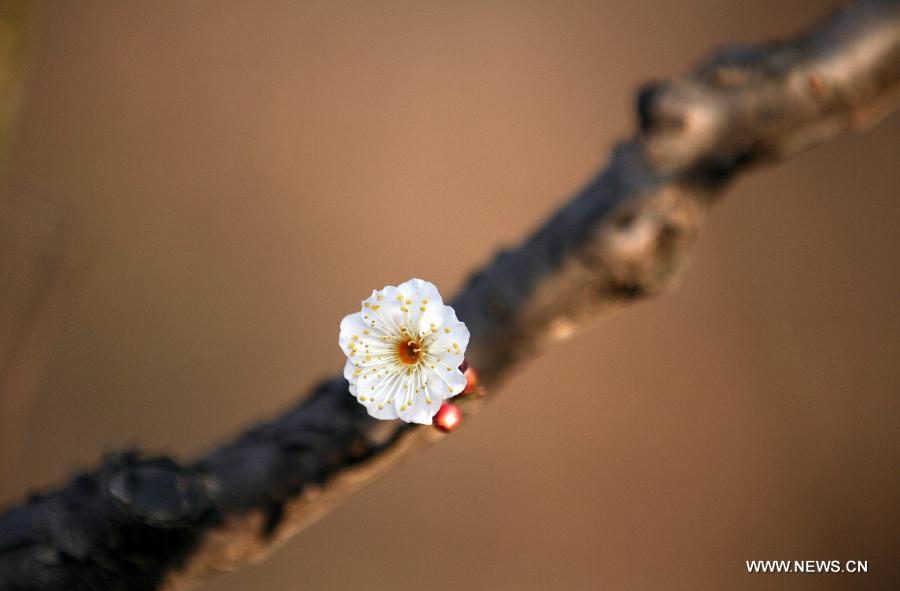 Une fleur de prunier s'épanouit dans un parc à Nanjing, capitale de la province du Jiangsu (est de la Chine), le 24 janvier 2014.