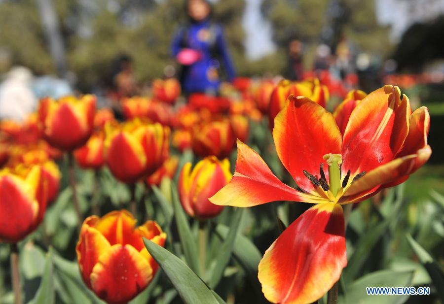 Photos: Des tulipes s'épanouissent à Kunming (5)