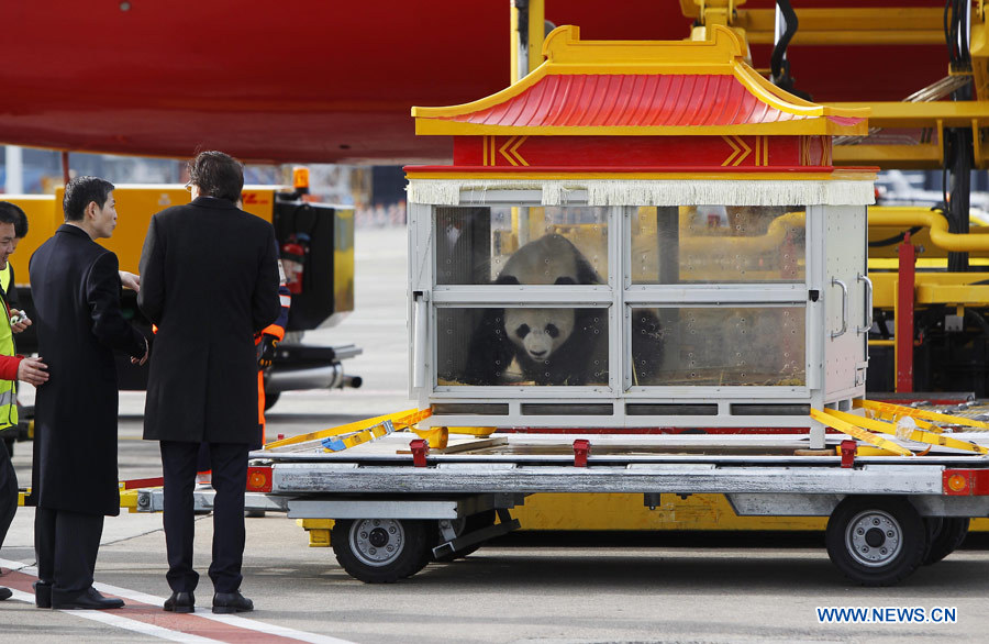 Arrivée d'un couple de pandas géants chinois en Belgique