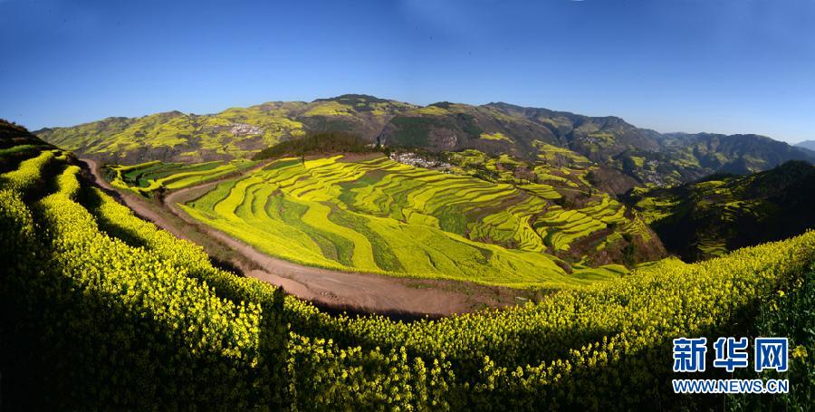 Une mer de fleurs de colza au Yunnan